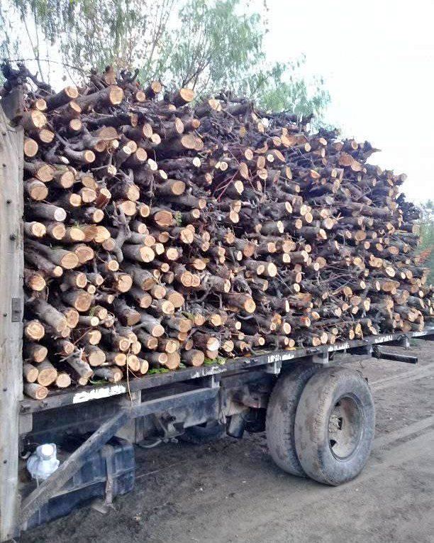 Aumento de Precios de Leña en San Rafael: ¿Cómo Afecta a las Familias?